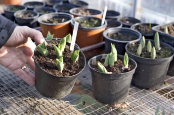 tuin in november: voorjaarsbollen in kas kweken
