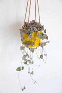Chinees Lantaarnplantje (Ceropegia woodii) kopen - Succulent plant bij