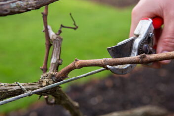 druiven snoeien wanneer