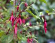 Fuchsia magellanica var macrostemma