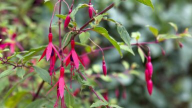 Fuchsia magellanica var macrostemma