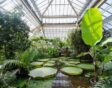 botanische tuinen in de winter: Hortus botanicus Leiden