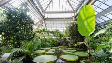 botanische tuinen in de winter: Hortus botanicus Leiden
