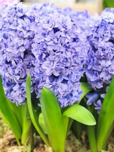 Hyacinthus