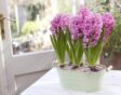 hyacint planten binnen