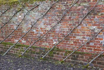 de tuin in december: leifruit planten