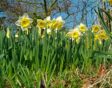 narcissen vermeerderen