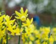 narcissen planten