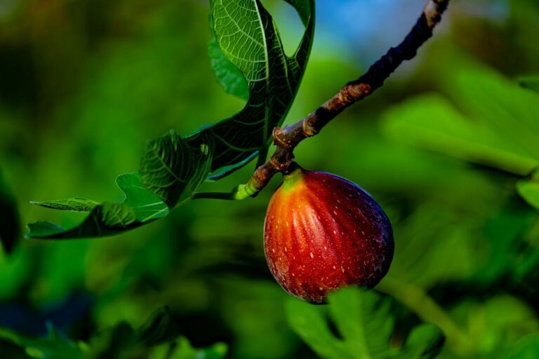 Vijgen Tree Vijgenboom: planten, verzorgen en tips - Gardeners World