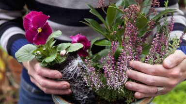 winterplanten in potten, in verschillende tinten roze.