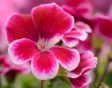 bloeiende pelargonium zaaien