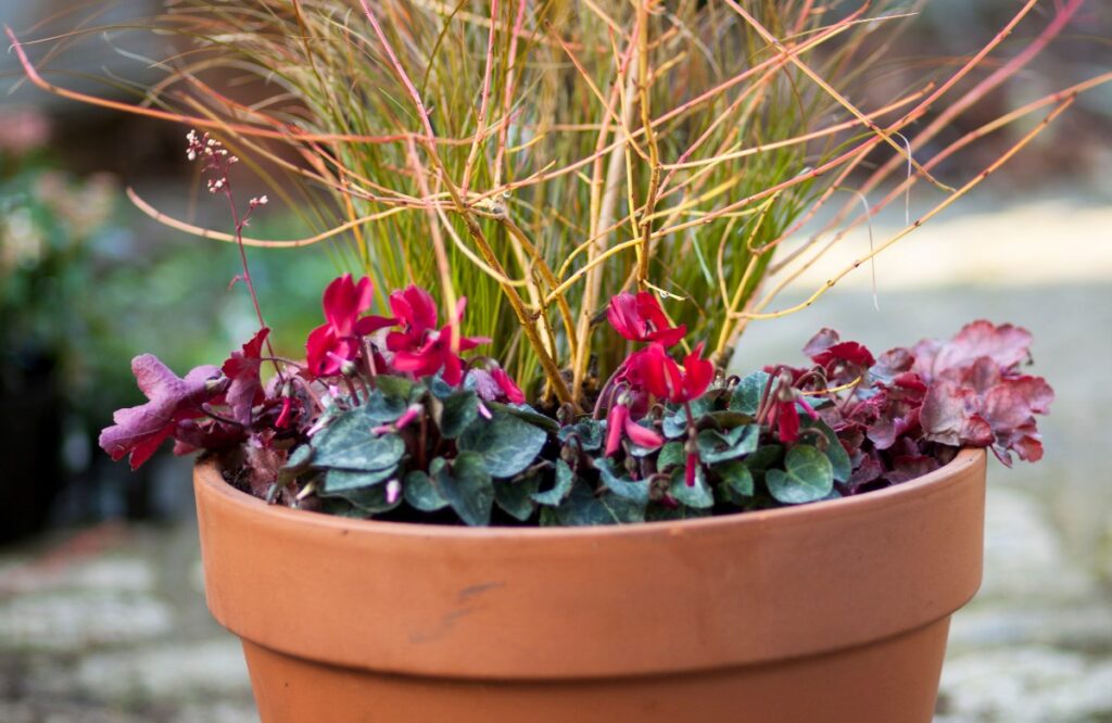 kleurrijke winterse pot kornoelje cyclaam