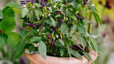 groenten kweken op de vensterbank: pepers