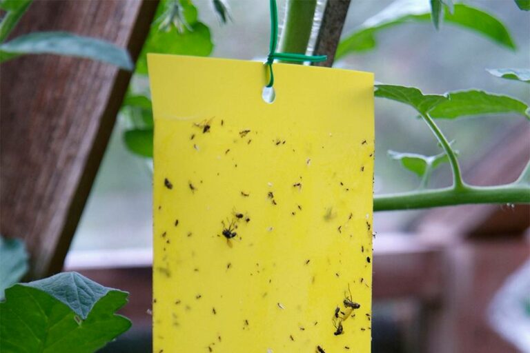 Rouwvliegjes bestrijden én voorkomen: 5 tips - Gardeners World