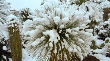 thumbnail voor 10x winterharde tropische planten voor je exotische tuin