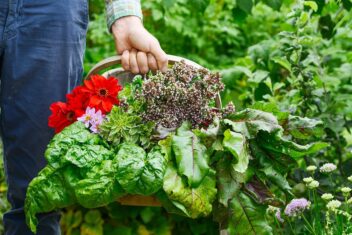 Mand met groenten, bloemen en kruiden wordt vastgehouden.