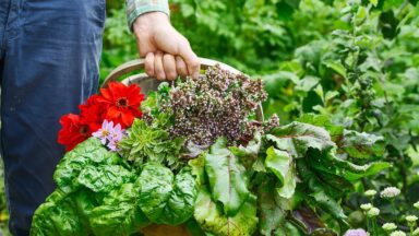 Mand met groenten, bloemen en kruiden wordt vastgehouden.