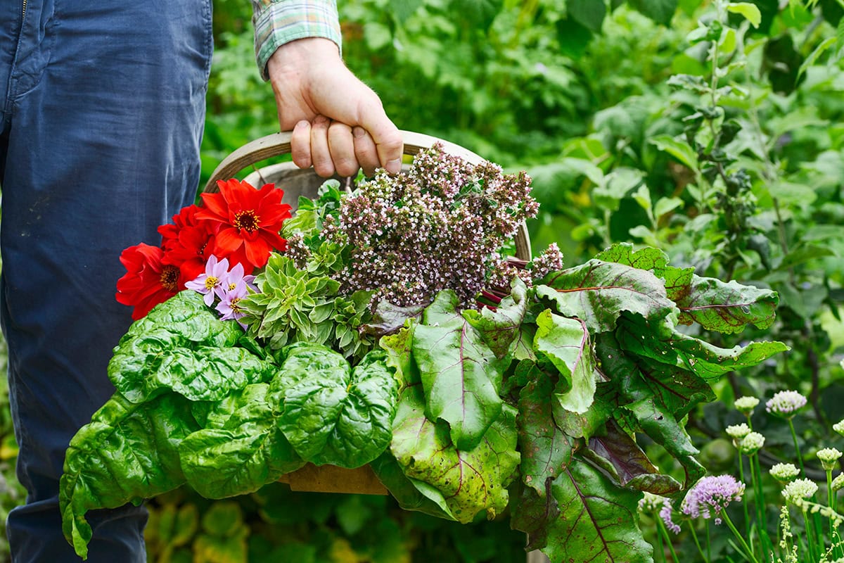 Mand met groenten, bloemen en kruiden wordt vastgehouden.