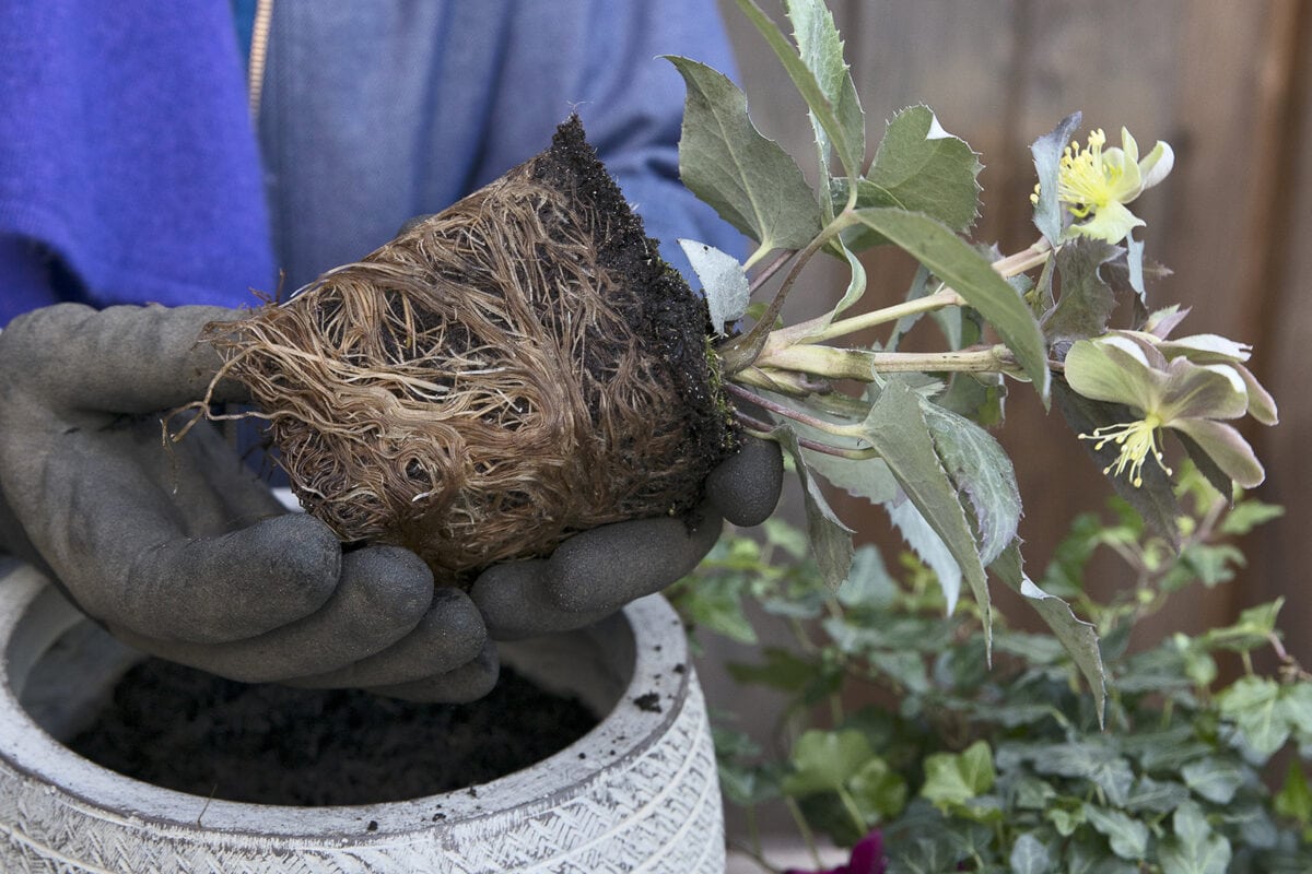 Iemand plant helleborus in een pot.