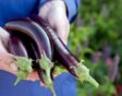 aubergine kweken