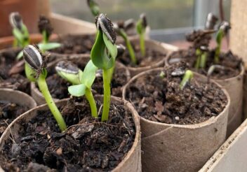 bio-kultura zaaigrond zaaien zaailingen