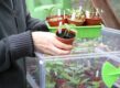 Man zet plantjes in een verwarmde kweekbak