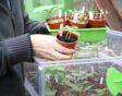Man zet plantjes in een verwarmde kweekbak