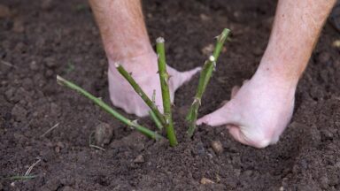 Iemand duwt aarde aan bij een aangeplante roos met kale wortels.