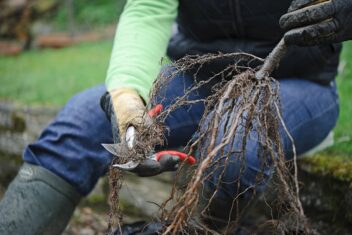 Iemand knipt wortels van rozen weg met snoeischaar