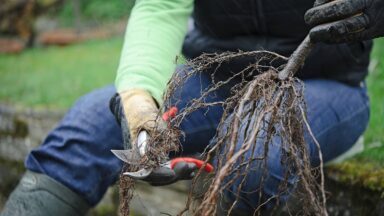 Iemand knipt wortels van rozen weg met snoeischaar