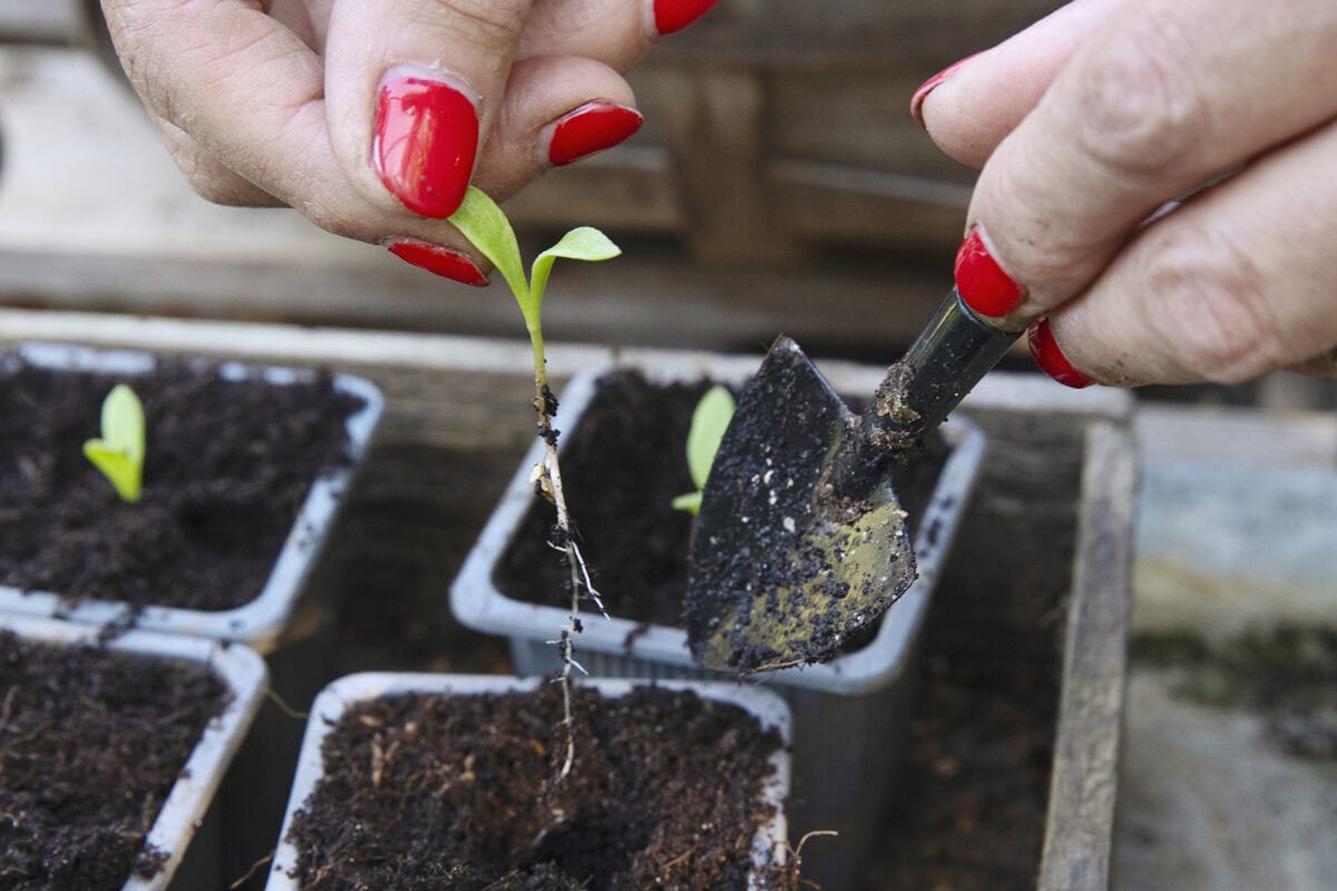 Iemand met rode nagellak verspeent een zaailing.
