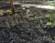 bio-kultura bodem tuin