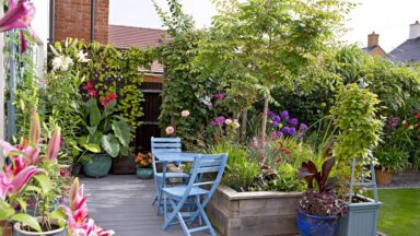 thumbnail voor Met bomen je tuin afschermen tegen inkijk, hoe doe je dat?