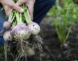 groenten met een grote opbrengst: meiraap