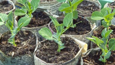 papieren zaaipotjes maken