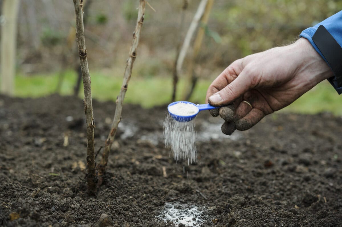 Iemand bemest een plant met granulaat poeder.