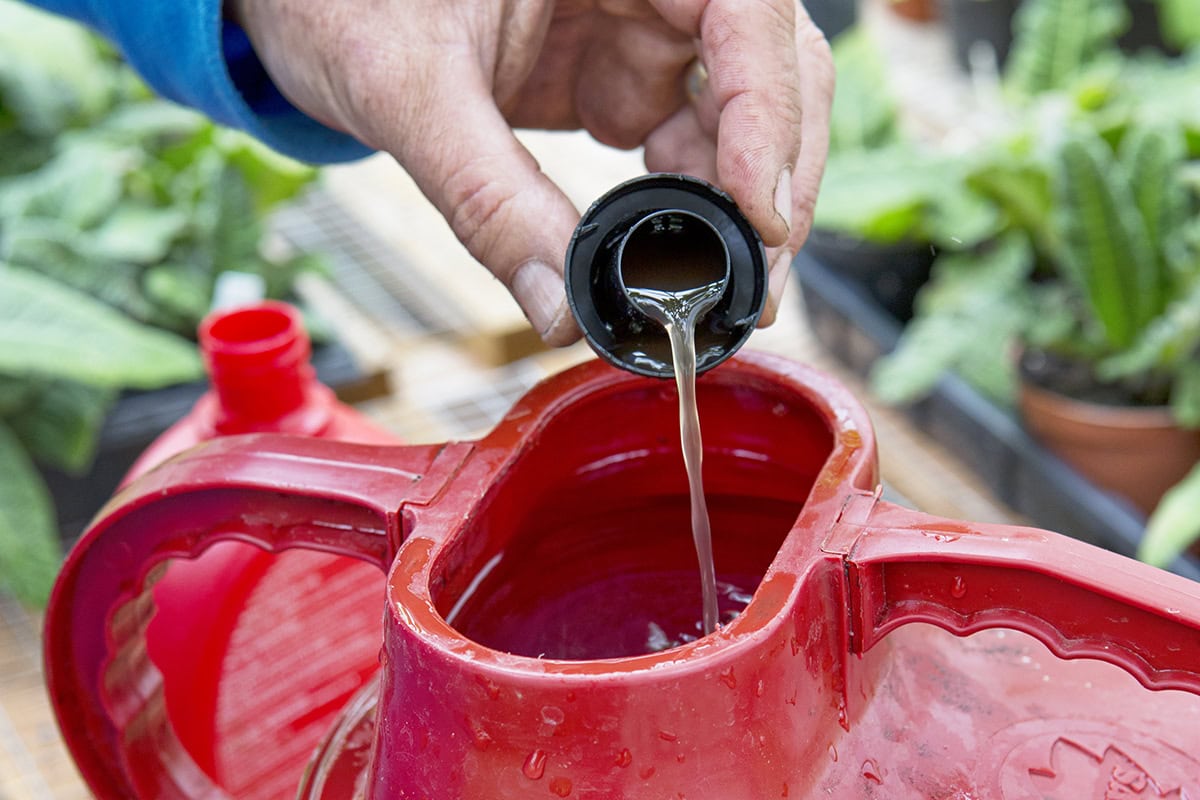 Iemand giet een dop met tomatenvoeding in een gieter.
