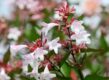 onderhoudsvrije tuin: Abelia