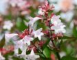 onderhoudsvrije tuin: Abelia