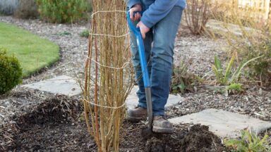 bladverliezende struiken verplanten