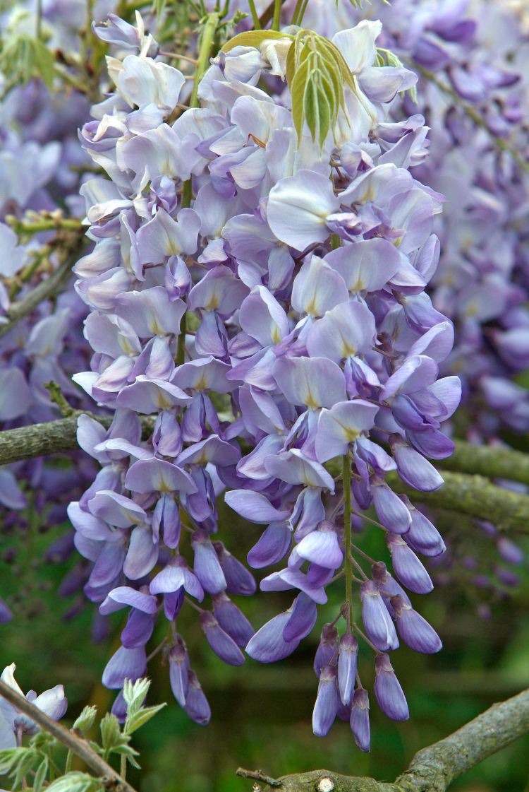 Waipfaru Set van 24 blauwe regen hangende bloemen, 3,6 voet/stuks paarse blauweregen kunstbloemen, nep blauweregen bloemenslinger, hangende blauweregen wijnstokken voor slaapkamer, bruiloft