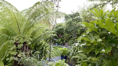 Dicksonia antarctica