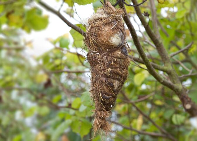 nestmateriaal voor vogels
