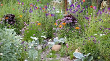 planten voor een grindtuin