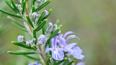 rozemarijn bloem close-up