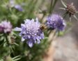 Scabiosa Blue Diamond