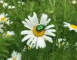 Ook zeldzame kevers zijn te vinden in de buurt van Leucanthemum vulgare