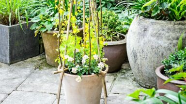 Klimconstructie voor plant in pot