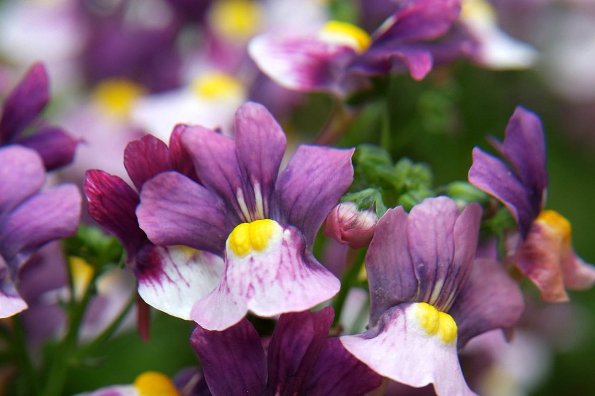 Nemesia 'Berries and Cream'.