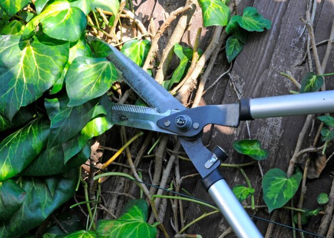 alternatief voor klimop